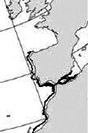 Galeus atlanticus_05.jpg